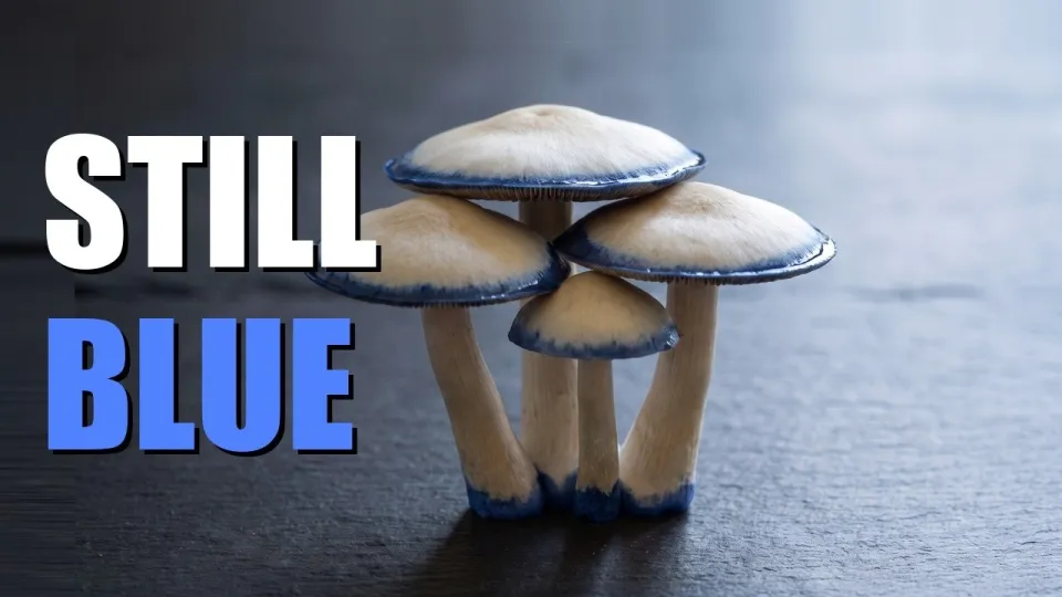 Albino Penis Envy: No Pigment, So Why Is It Blue?